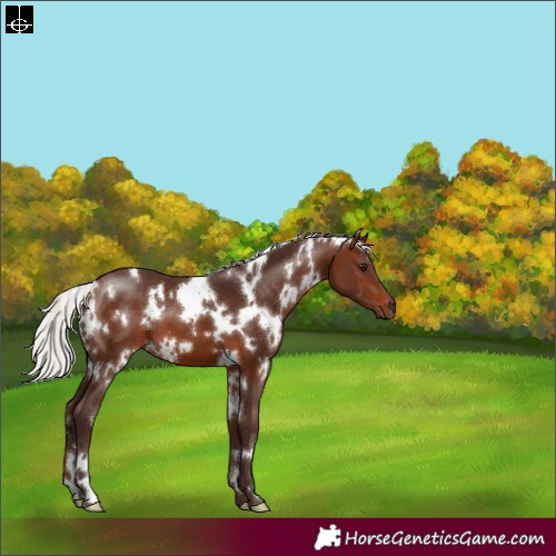 Horse Color:White Spotted Silver Brown