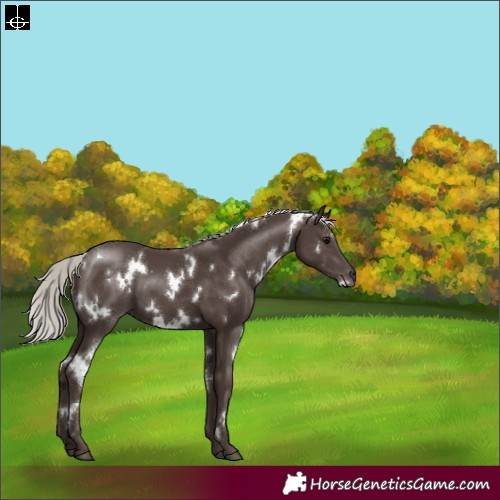Horse Color:White Spotted Silver Black 