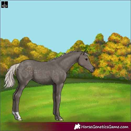 Horse Color:Silver Black 