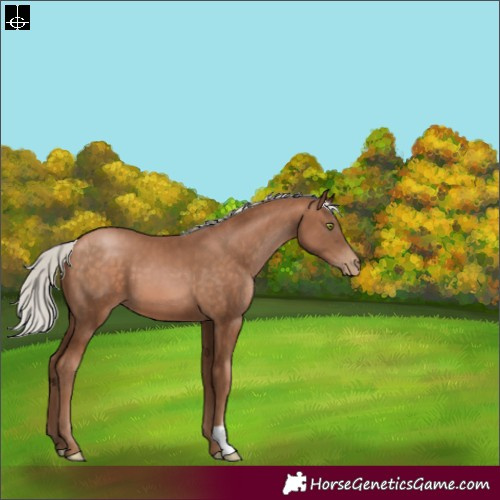 Horse Color:Silver Brown Pearl