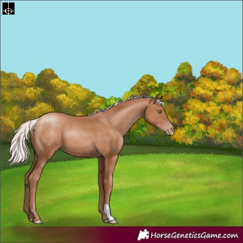Horse Color:Silver Black Pearl 