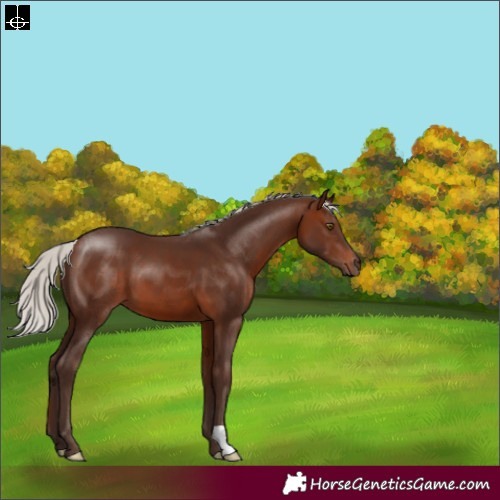 Horse Color:Silver Brown