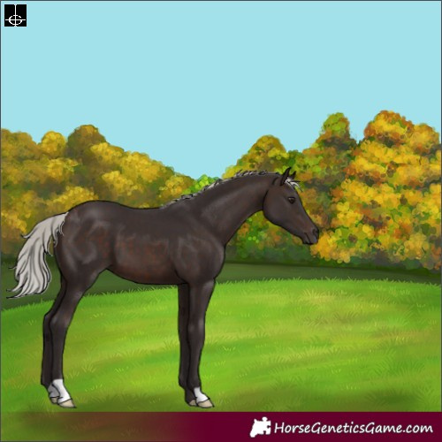 Horse Color:Silver Brown