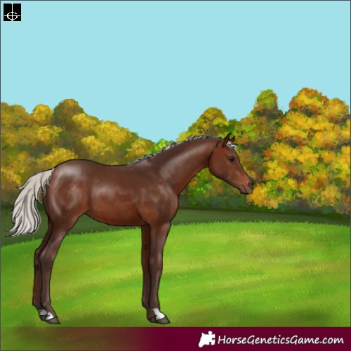 Horse Color:Silver Brown 