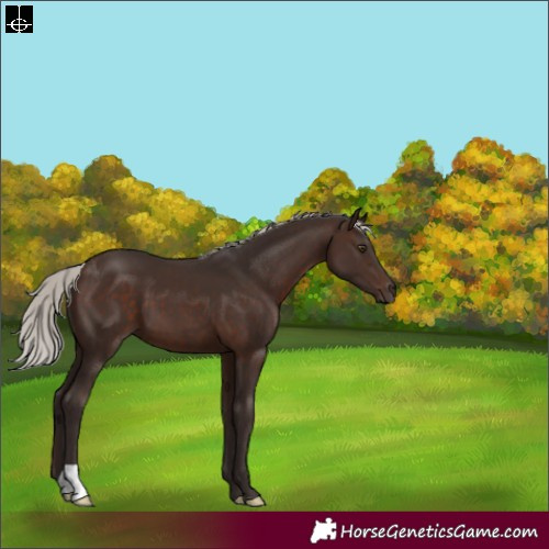Horse Color:Silver Brown 