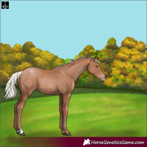 Horse Color:Silver Black Pearl 