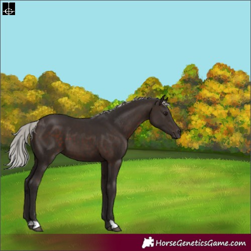 Horse Color:Silver Brown 