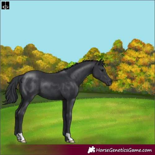 Horse Color:Black 
