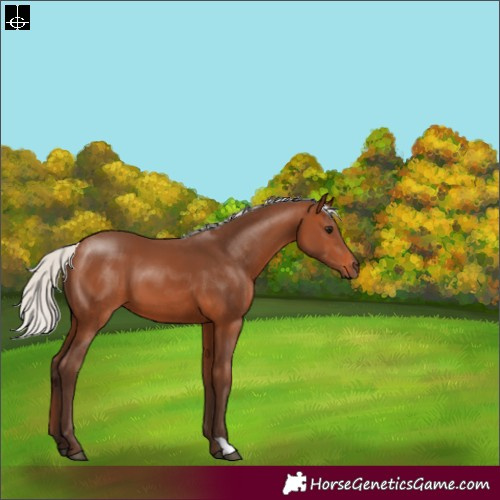 Horse Color:Silver Brown 