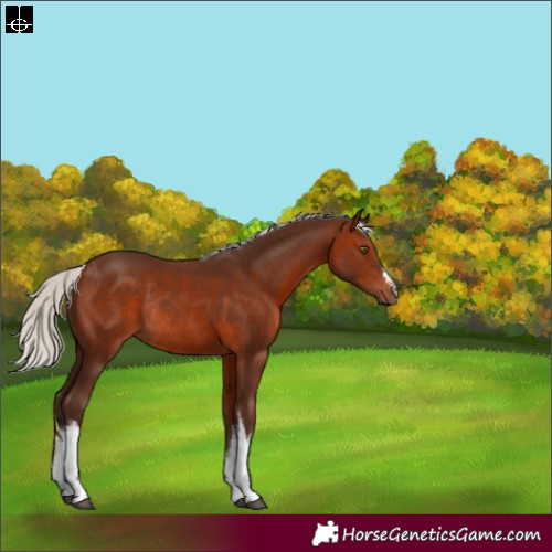 Horse Color:White Spotted Silver Brown Rabicano 