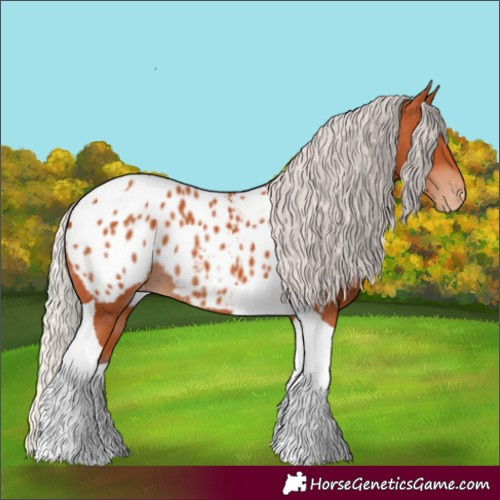 Horse Color:Silver Bay Tobiano Appaloosa Rabicano 