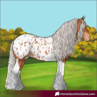 Horse Color:Silver Bay Tobiano Appaloosa Rabicano 