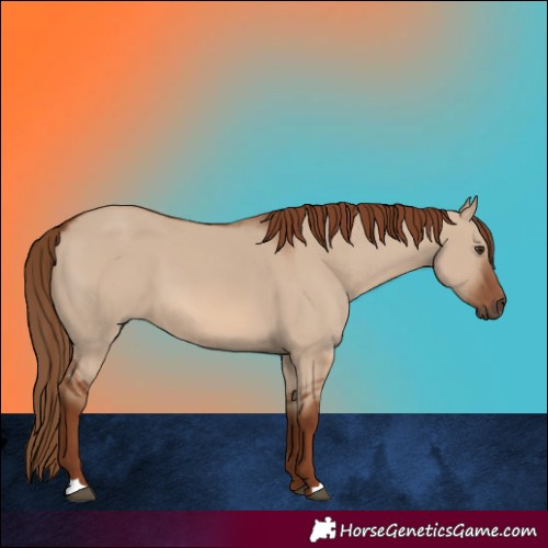 Horse Color:Red Dun 