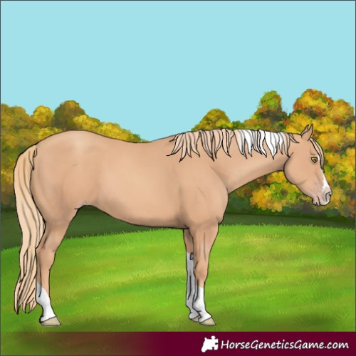 Horse Color:Gold Champagne Splash Tobiano 