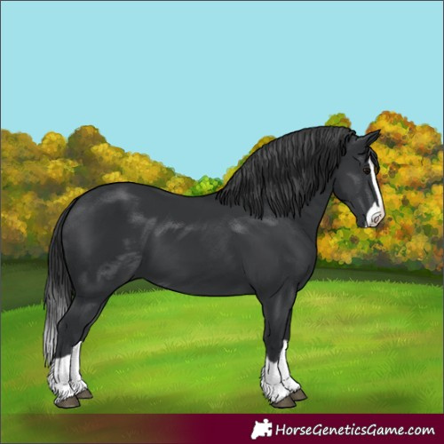 Horse Color:Black Splash 