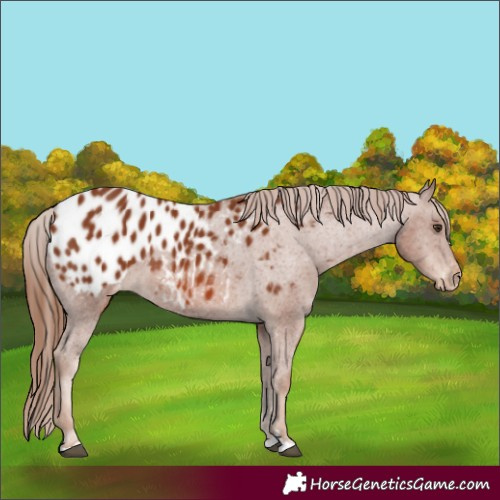 Horse Color:Chestnut Appaloosa 