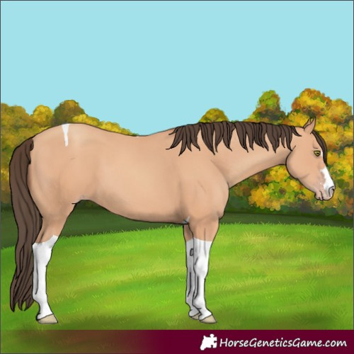 Horse Color:Amber Champagne Tobiano 