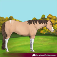 Horse Color:Amber Champagne Tobiano