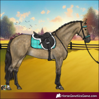 Horse Color:Buckskin Dun Rabicano 