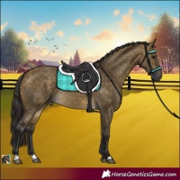 Horse Color:Buckskin Dun Rabicano 