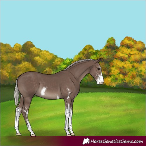 Horse Color:Silver Black Sabino 