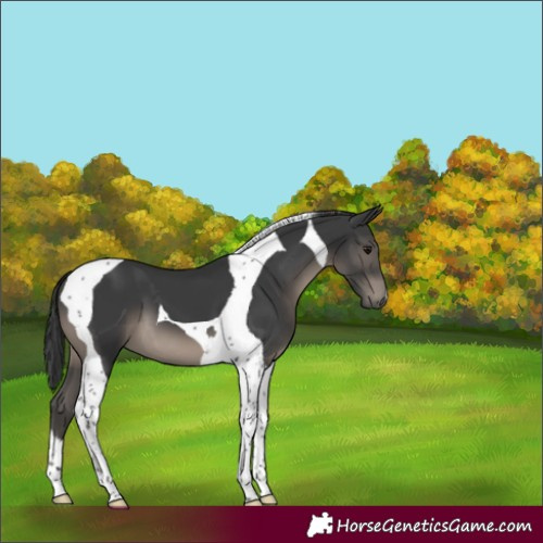 Horse Color:Black Tobiano