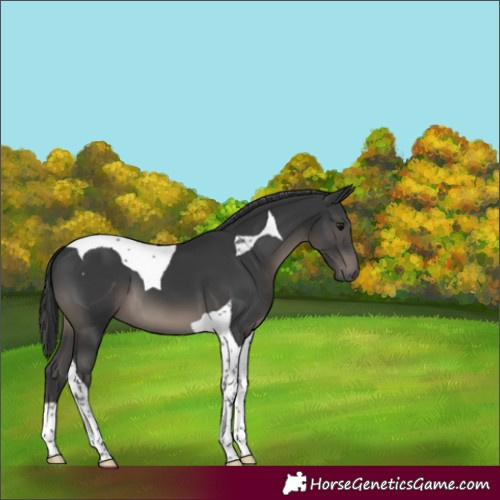 Horse Color:Black Tobiano 