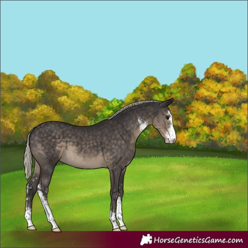 Horse Color:Silver Smoky Black Sabino