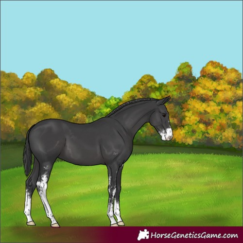 Horse Color:Black Sabino 