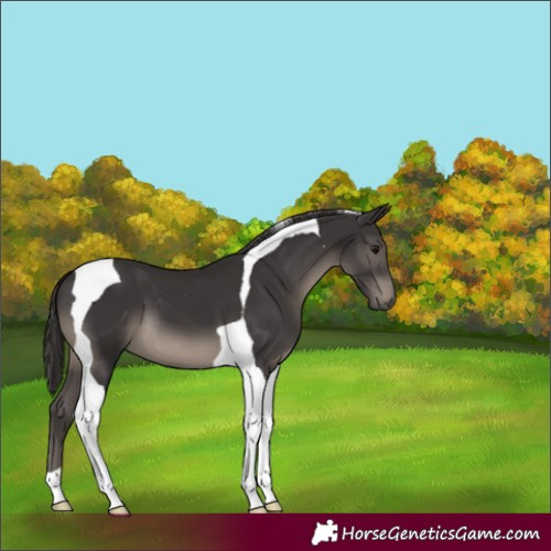Horse Color:Smoky Black Tobiano 