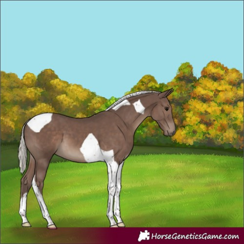 Horse Color:Silver Black Tobiano 