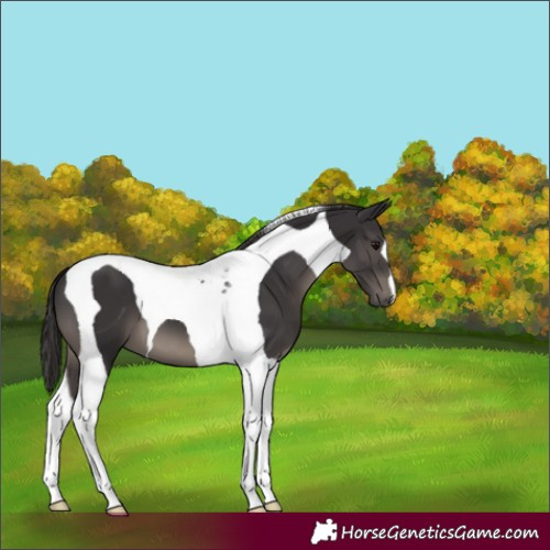 Horse Color:Smoky Black Tobiano 
