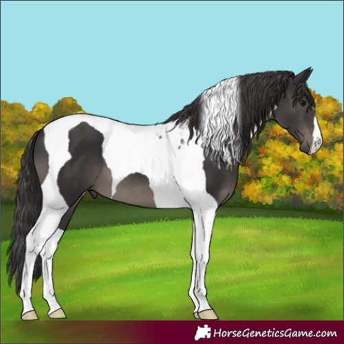 Horse Color:Smoky Black Tobiano