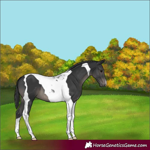 Horse Color:Black Tobiano 