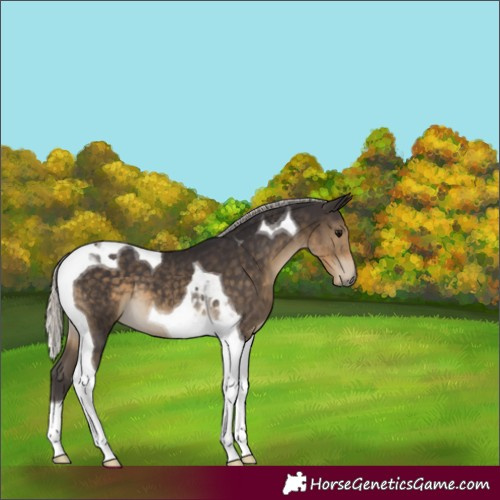 Horse Color:Silver Smoky Black Tobiano 