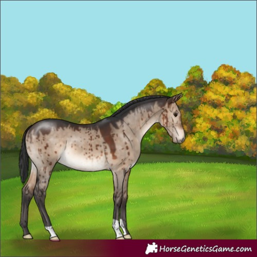 Horse Color:Brown Dun Brindle 