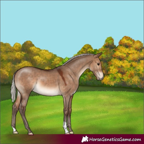 Horse Color:Silver Brown Dun 