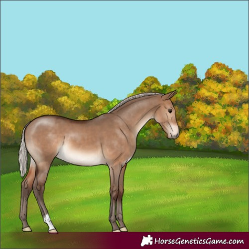 Horse Color:Silver Brown Dun