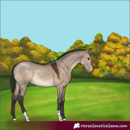 Horse Color:Brown Dun 