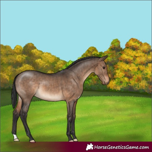 Horse Color:Brown Dun Brindle 