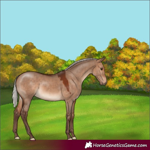Horse Color:Silver Brown Dun 
