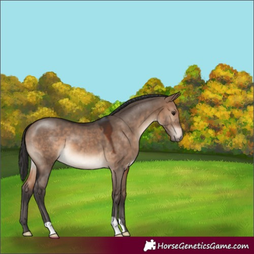 Horse Color:Brown Dun