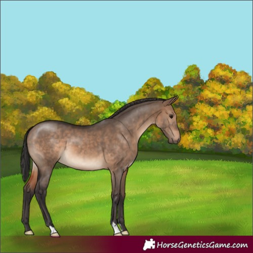 Horse Color:Brown Dun