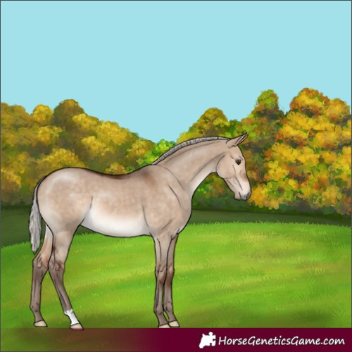 Horse Color:Silver Bay Dun
