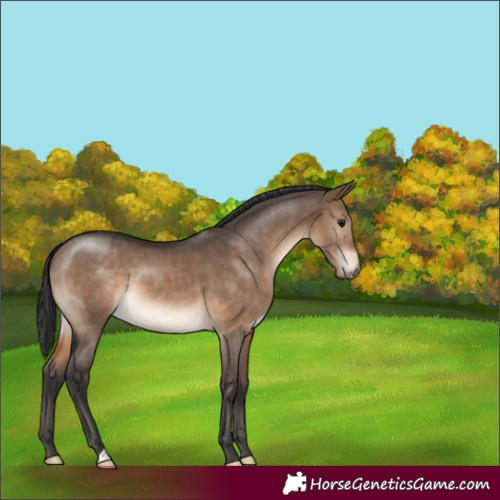 Horse Color:Brown Dun