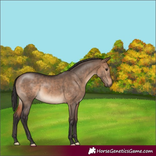 Horse Color:Brown Dun
