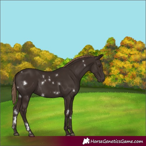 Horse Color:White Spotted Liver Chestnut