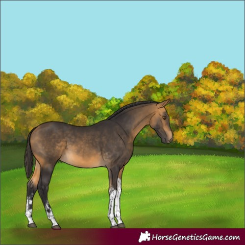 Horse Color:White Spotted Buckskin Tobiano