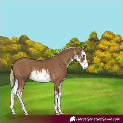 Horse Color:White Spotted Chocolate Palomino 