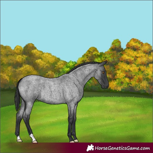 Horse Color:Blue Roan 